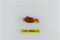 藏品(臺灣厚蟹)的圖片